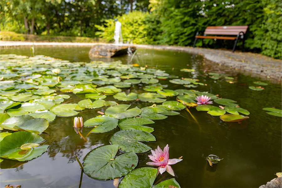 Ein Teich mit Seerosen und Wasserspiel. Ein Teich mit Seerosen und Wasserspiel.